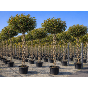 Červienka Fraserova (Photinia × fraseri) ´COMPACTA´ - 170-200 cm, kont. C35L - VIACKMENNÝ, PLETENÝ KMEŇ